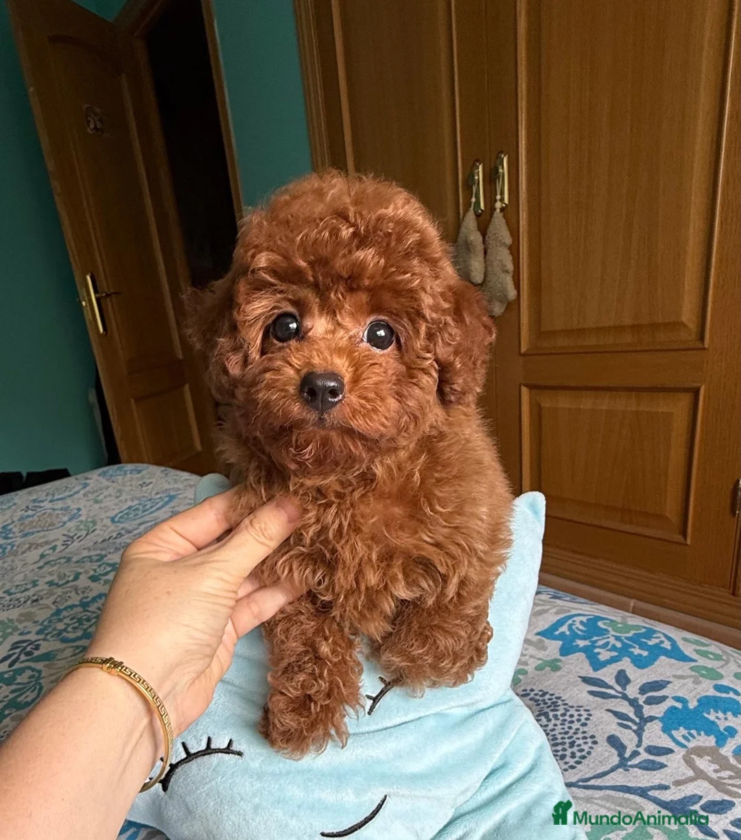 Caniche Toy perros en venta: Caniche toy excelente cachorrito !!! - Anuncio 5