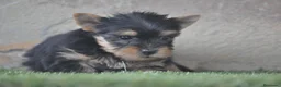Yorkshire Terrier perros en venta: Magníficos cachorros de Yorkshire  - Anuncio 3