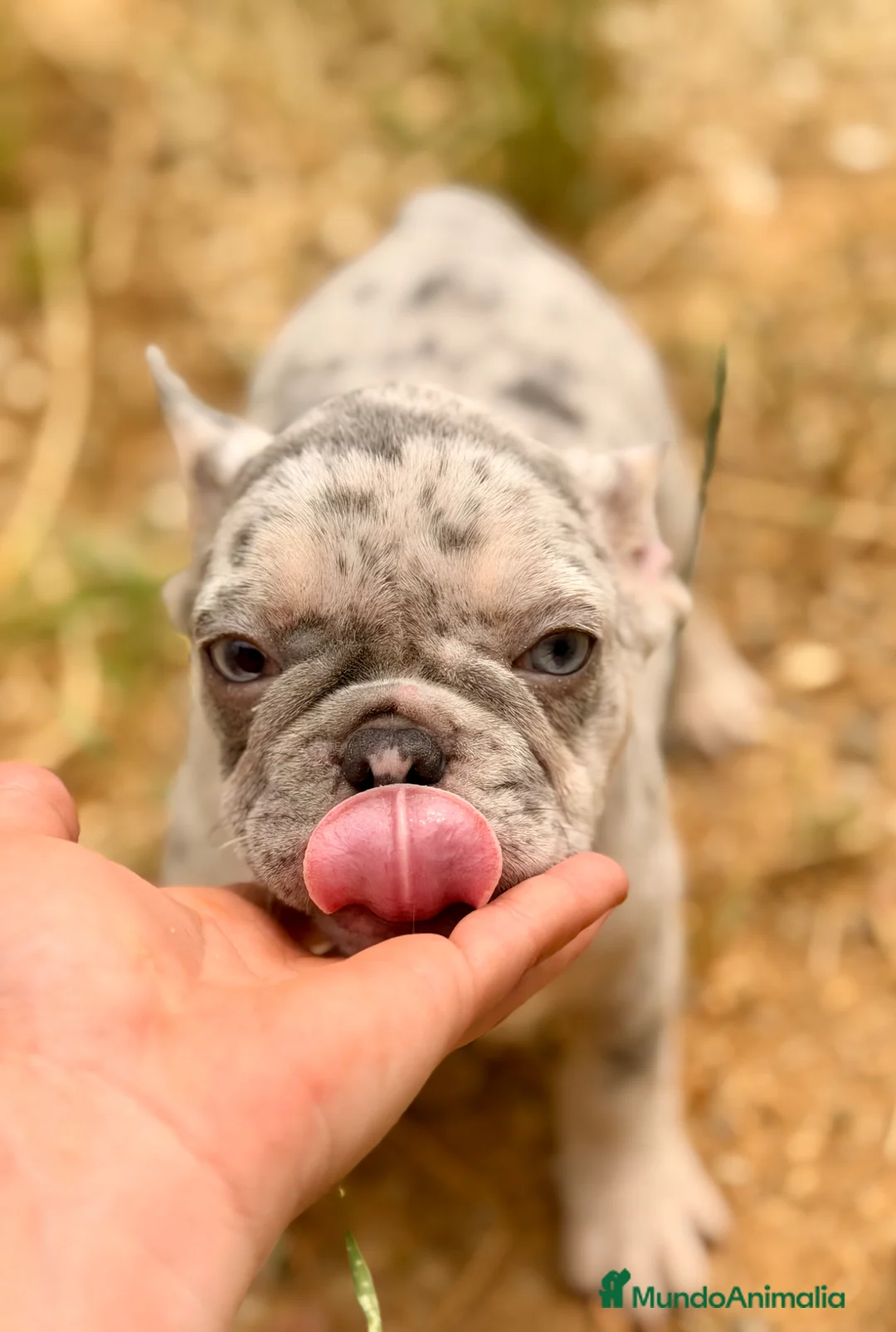 Bulldog Francés perros en venta: BULLDOG FRANCÉS HEMBRA EXÓTICA DISPONIBLE - Anuncio 7