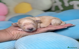 Maltipoo perros en venta: Maltipoo Mini Toy en Madrid - Imagen 1