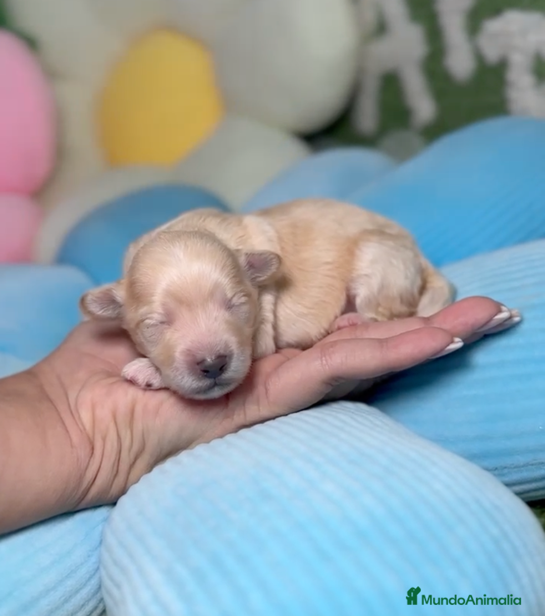 Maltipoo perros en venta: Maltipoo Mini Toy en Madrid - Imagen 1