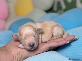 Maltipoo perros en Madrid - Anuncio 19