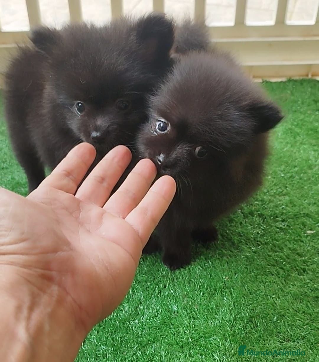 Pomerania perros Pomerania  - Anuncio 8