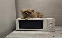 Pomerania perros en venta: Pomerania  - Anuncio 10