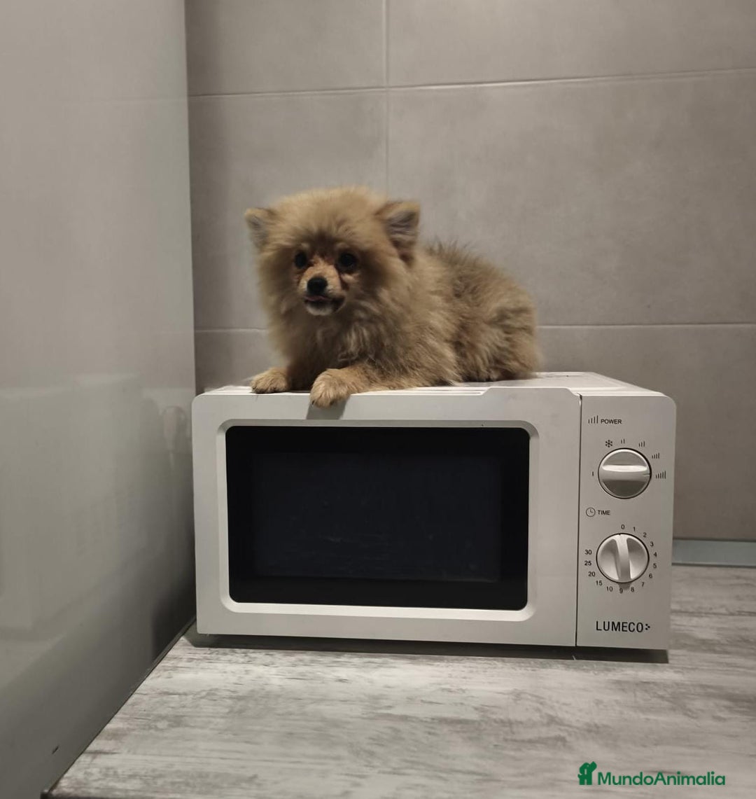 Pomerania perros en venta: Pomerania  - Anuncio 10
