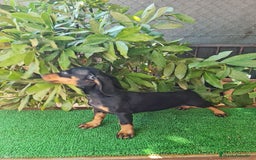 Teckel perros en venta: Teckel  canichen - Imagen 10