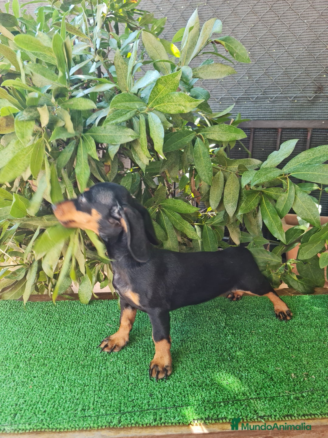 Teckel perros en venta: Teckel  canichen - Imagen 10