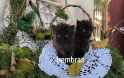 Persa gatos en venta: Gatitos persas  - Imagen 3