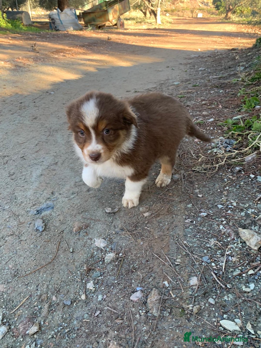 Pastor Australiano perros en venta: Cachorro PASTOR AUSTRALIANO  - Anuncio 11