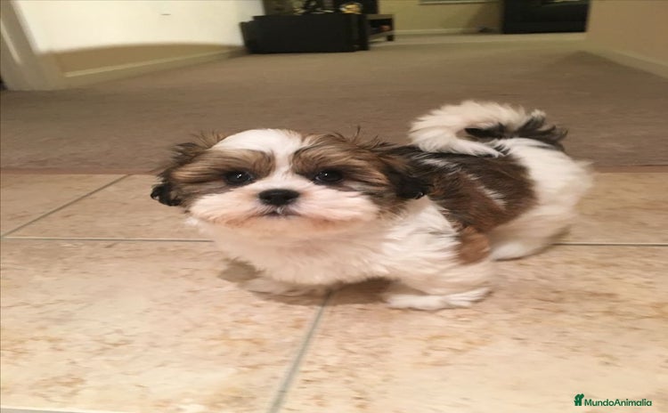 Shih Tzu perros - Propaganda 2