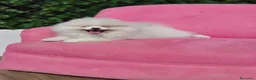 Pomerania perros en venta: Pomerania espectacular  - Anuncio 3