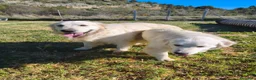 Golden Retriever perros en venta: PROXIMA CAMADA GOLDEN RETRIEVER BLANCO - Anuncio 7