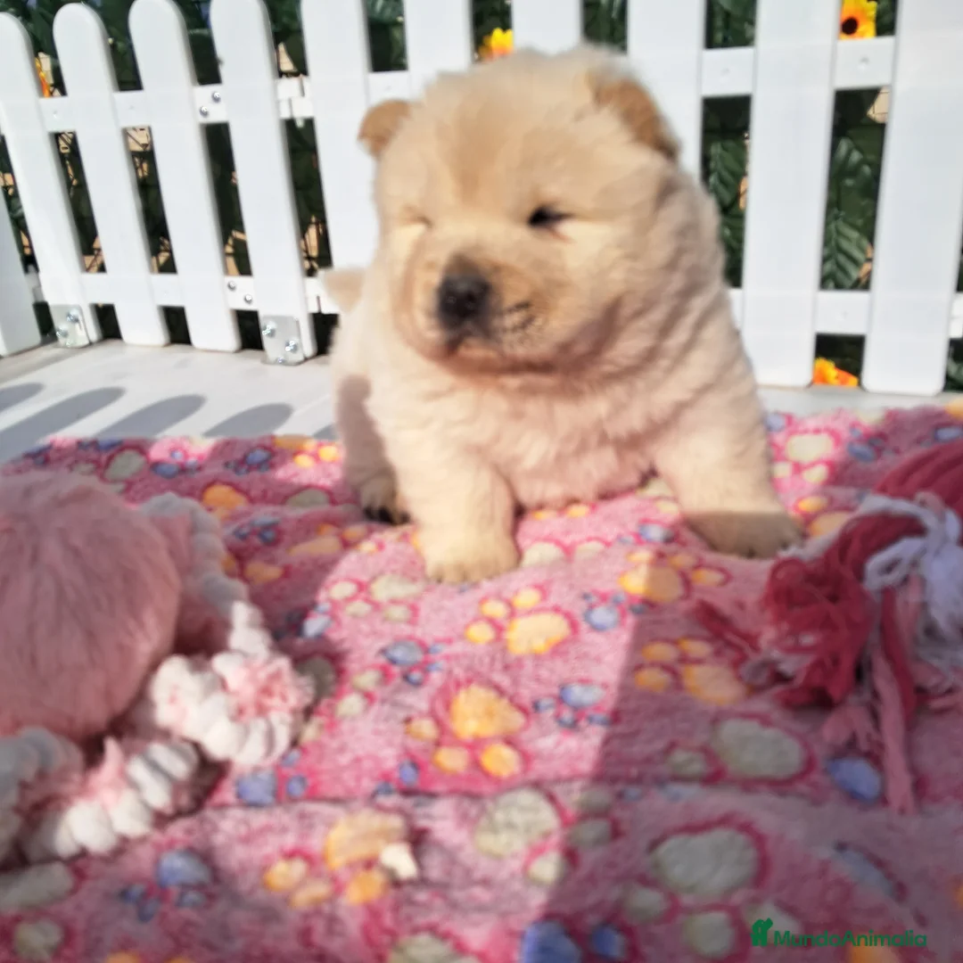 Chow Chow perros en venta: Bebés Chow-Chow machos  - Anuncio 1