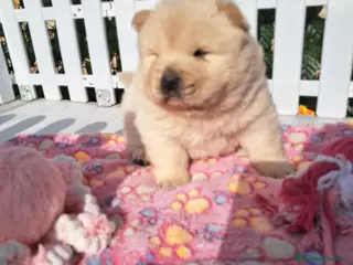 Chow Chow perros Bebés Chow-Chow machos - Anuncio 4