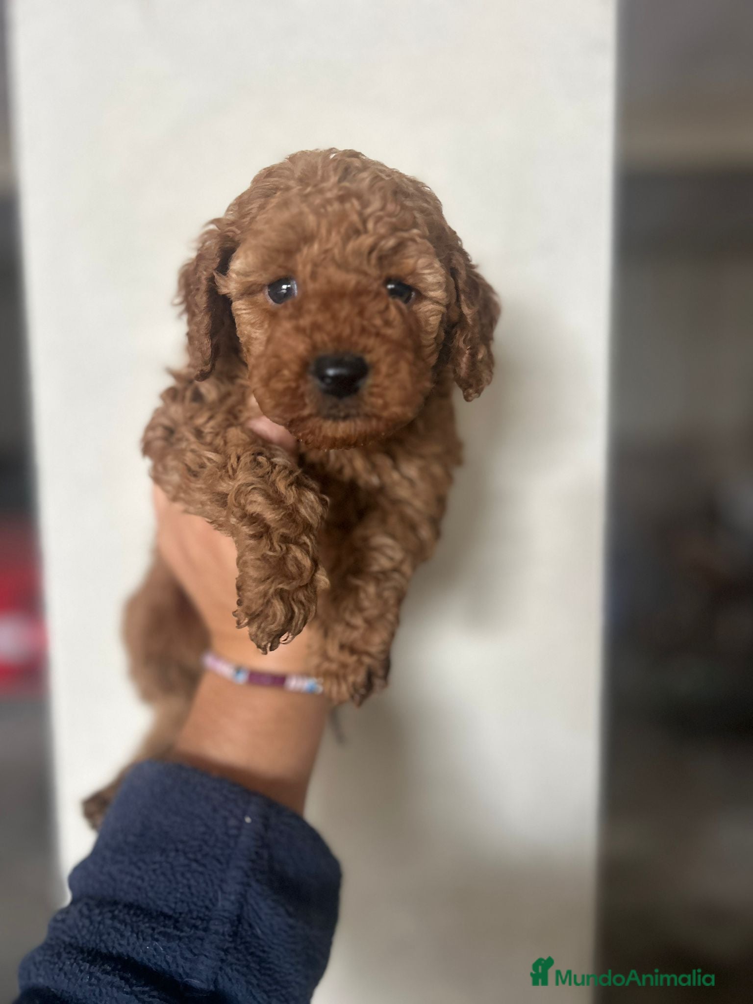 Caniche Toy perros Caniche toy  - Anuncio 3