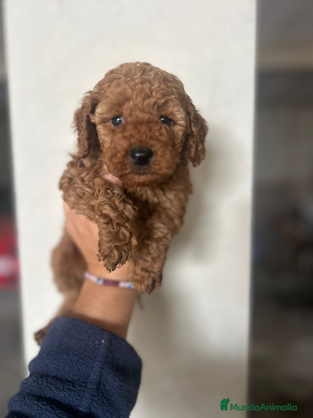 Caniche Toy perros en venta: Caniche toy  - Anuncio 1