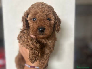 Caniche Toy perros Caniche toy - Anuncio 1