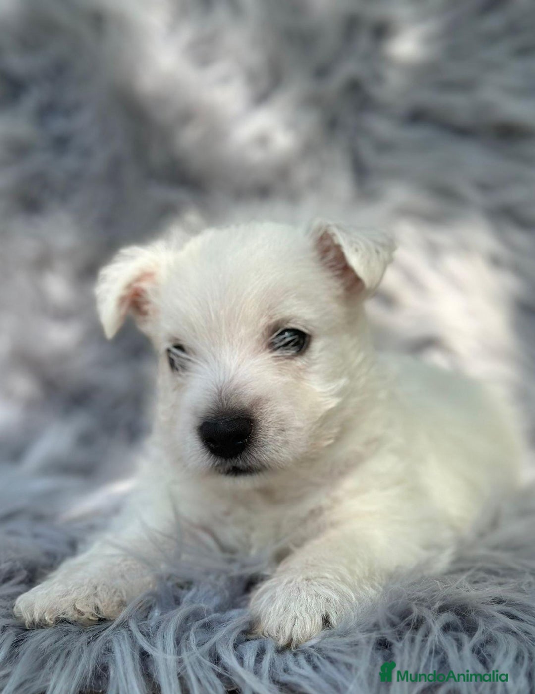West Highland White Terrier perros en venta: WEST HISDLAND TERRIER - Imagen 2