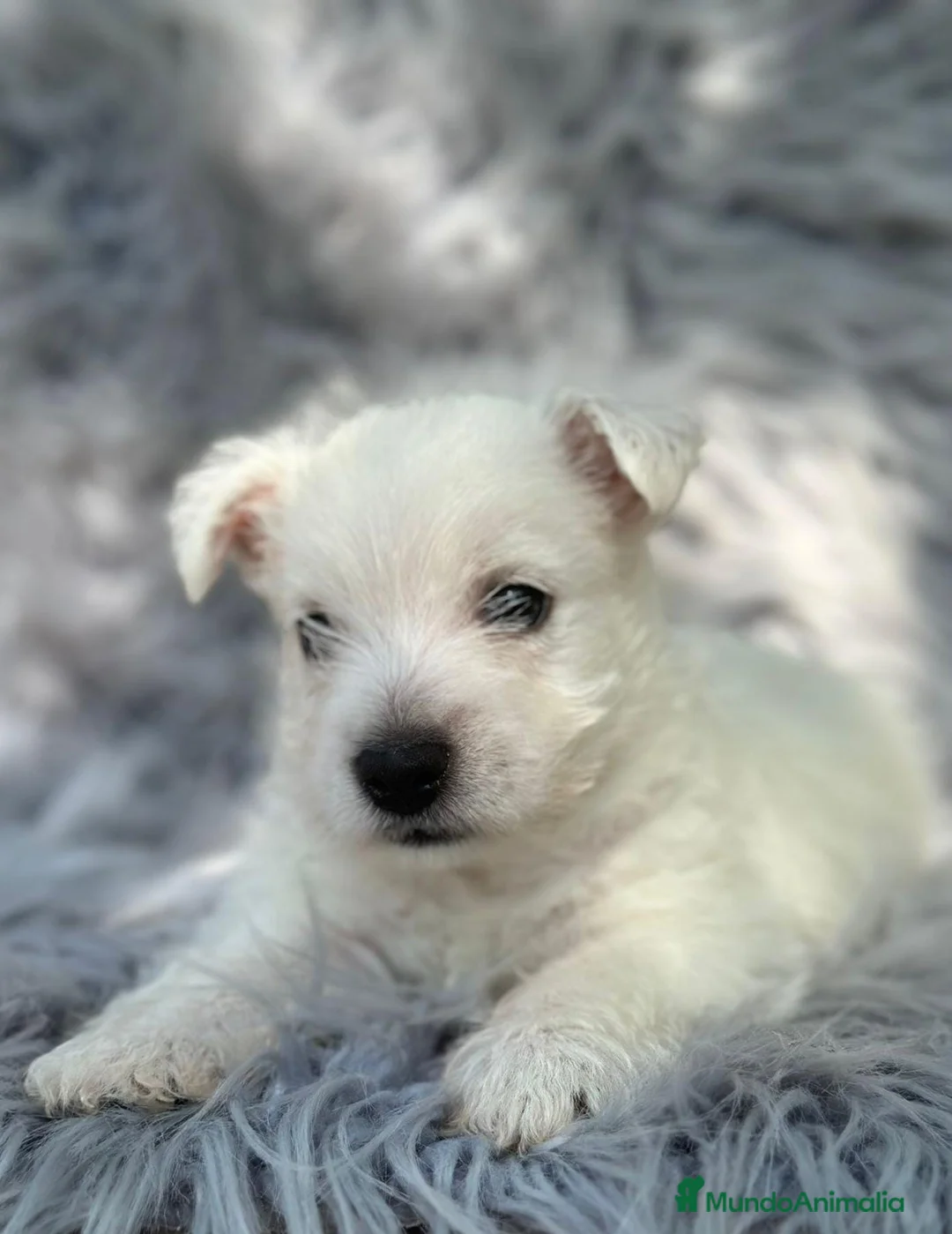 West Highland White Terrier perros en venta: WEST HISDLAND TERRIER - Anuncio 2