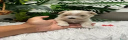 Maltipoo perros en venta: MALTIPOO - Anuncio 8