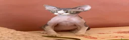 Devon Rex gatos en venta: Devon Rex  - Anuncio 2