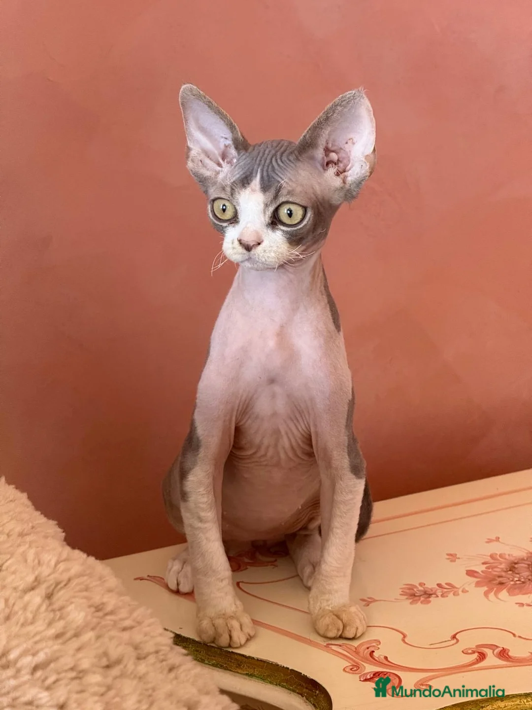 Devon Rex gatos en venta: Devon Rex  - Anuncio 2