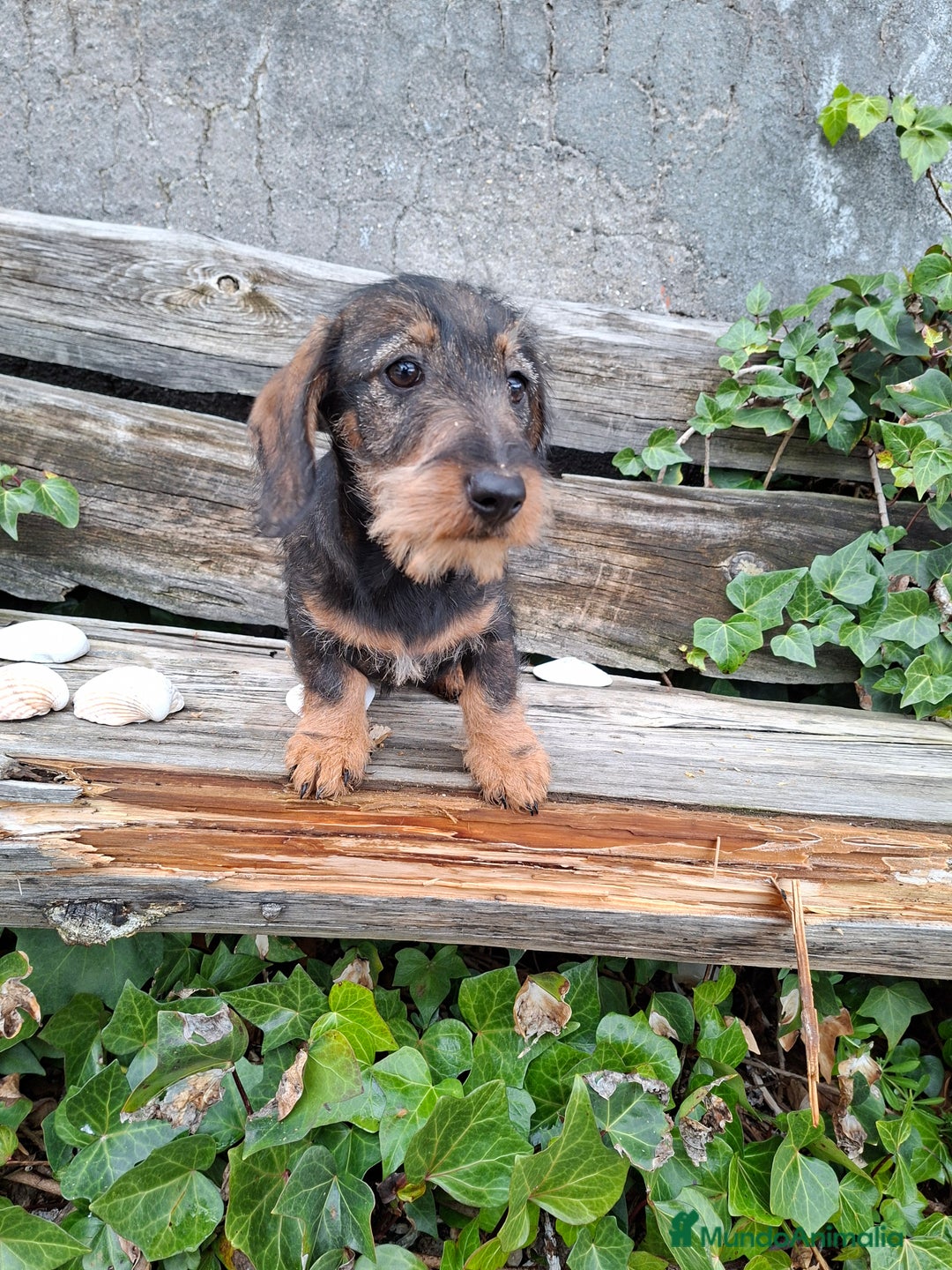 Teckel perros en venta: Teckel Standard Pelo Duro - Anuncio 2