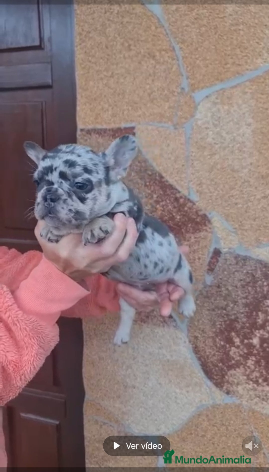 Bulldog Francés perros en venta: ‼️‼️BULLDOG FRANCES - Imagen 1