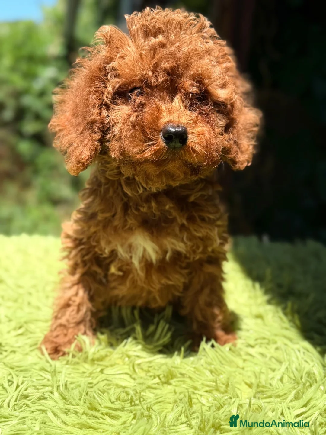 Cavapoo perros en venta: CAVAPOO ROJOS DISPONIBLES - Anuncio 2
