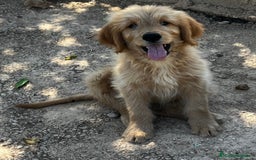 Goldendoodle perros en venta: Goldendoodle  - Imagen 1