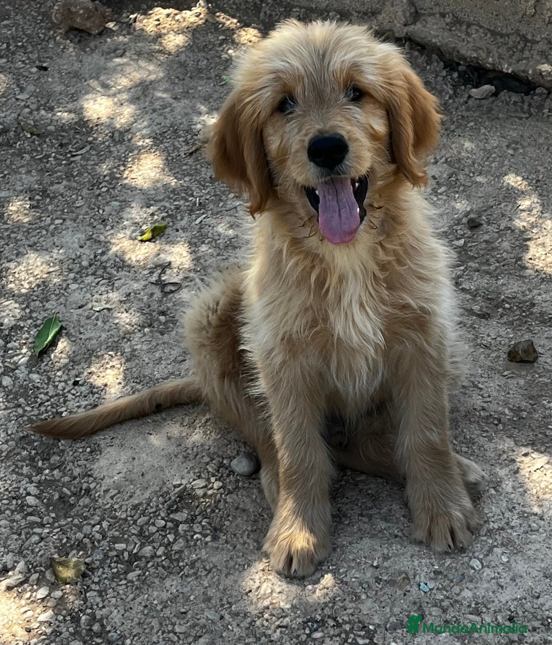 Goldendoodle perros en venta: Goldendoodle  - Imagen 1
