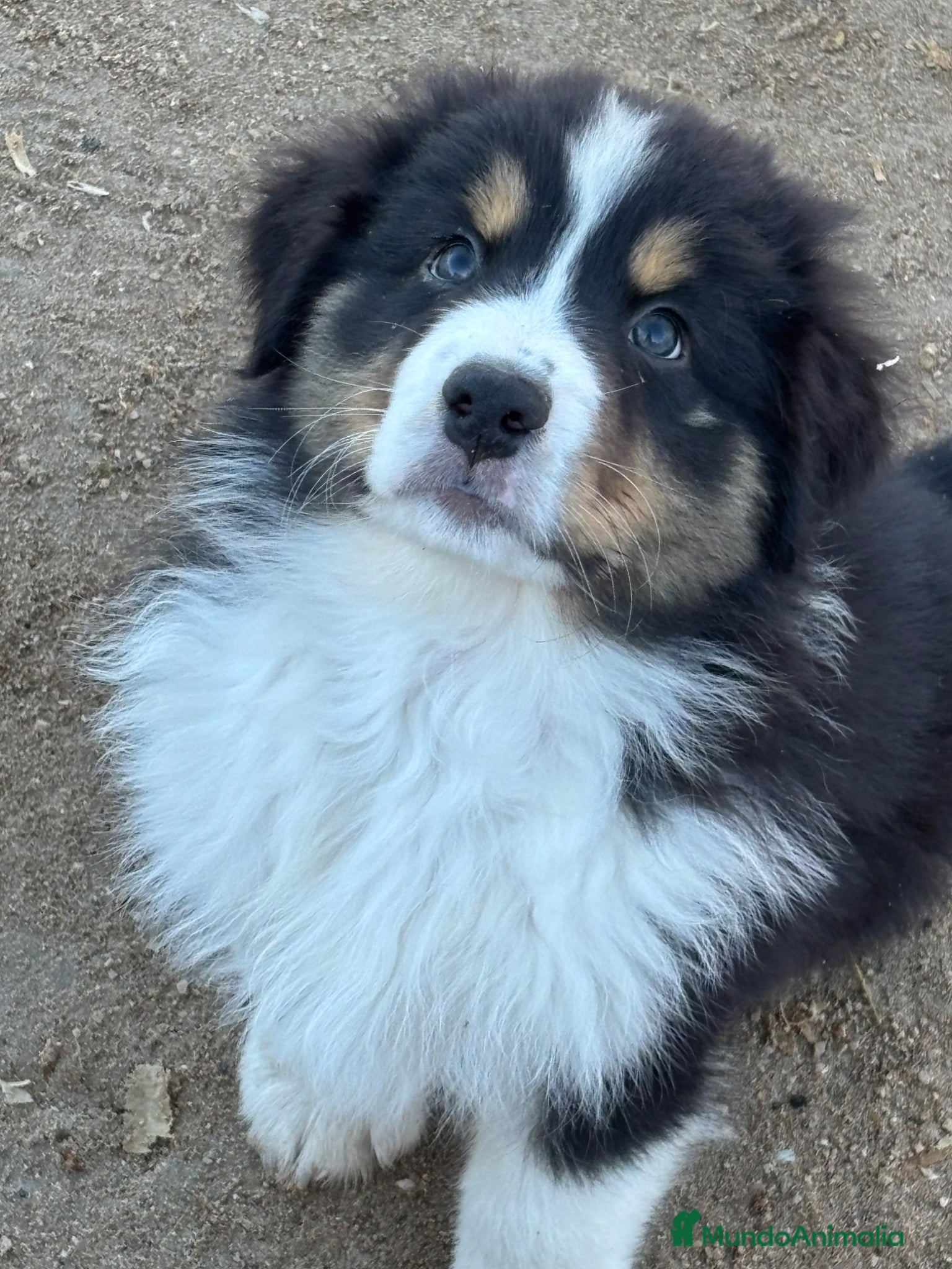 Pastor Australiano perros Macho pastor australiano - Anuncio 2