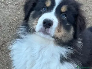 Pastor Australiano perros Macho pastor australiano - Anuncio 2