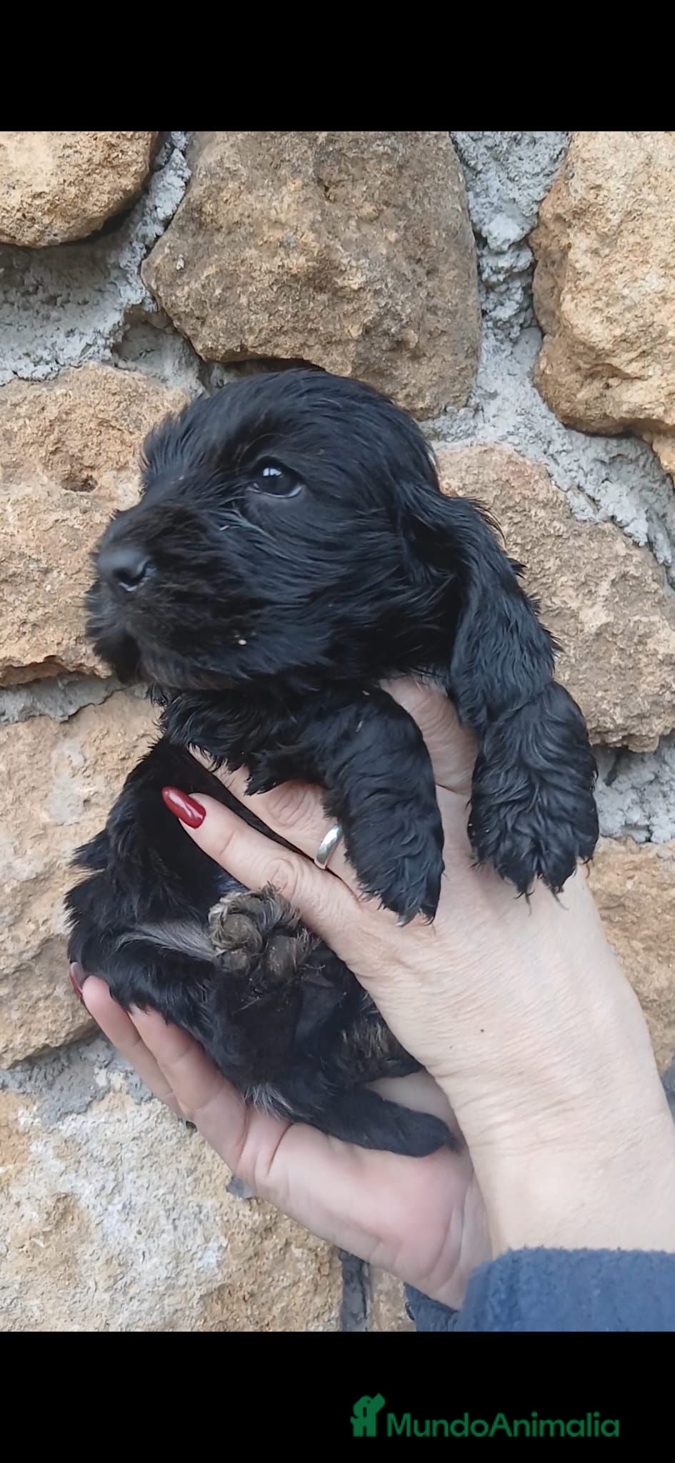 Cocker Spaniel Inglés perros Cocker spaniel inglés  - Anuncio 1