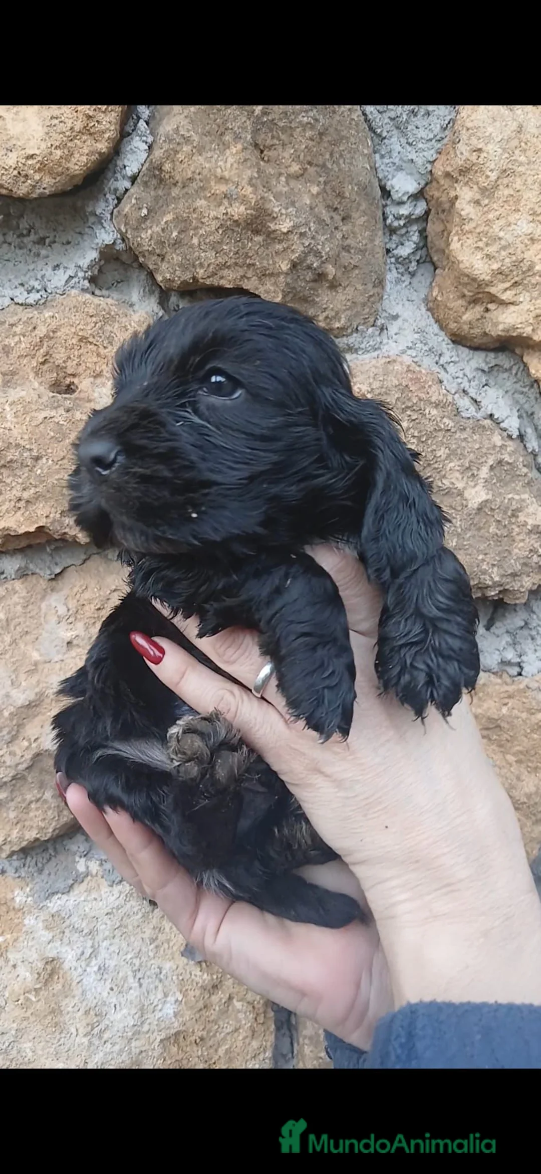 Cocker Spaniel Inglés perros en venta: Cocker spaniel inglés  - Anuncio 1