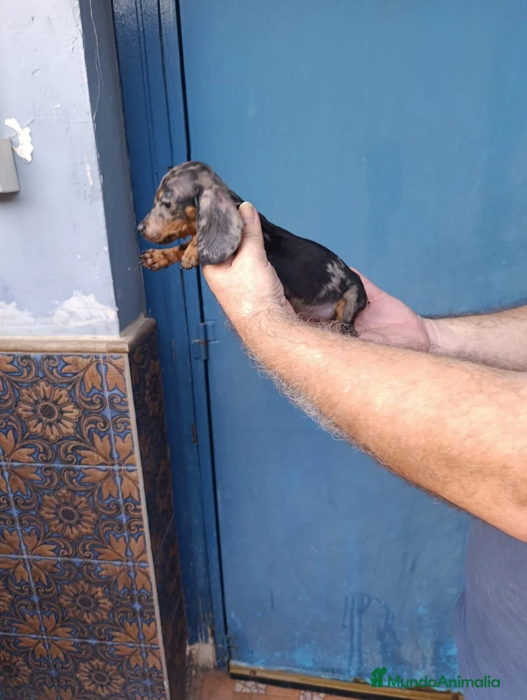 Teckel Miniatura perros en venta: Teckel hembra kanichen  - Anuncio 5