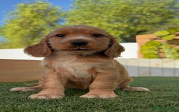 Cocker Spaniel Inglés perros en venta: COCKER SPANIEL INGLES - Imagen 9
