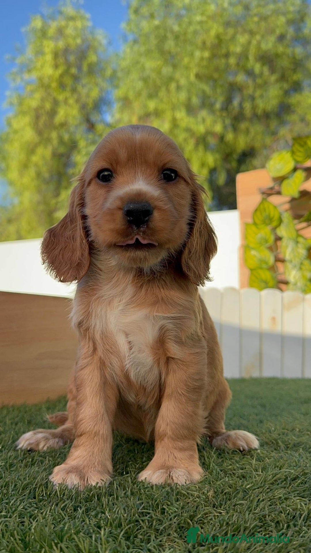 Cocker Spaniel Inglés perros en venta: COCKER SPANIEL INGLES - Imagen 9