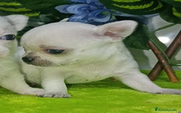 Chihuahua perros en venta: Lindos chihuahuas Toy  - Imagen 6