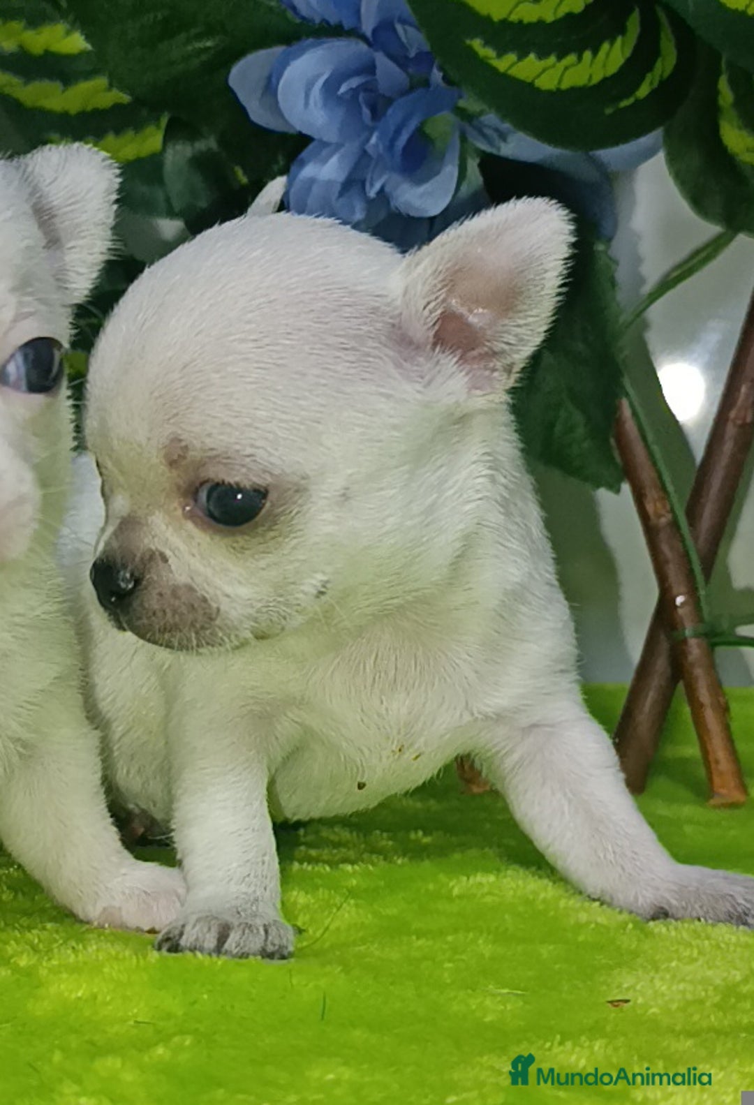 Chihuahua perros en venta: Lindos chihuahuas Toy  - Imagen 6