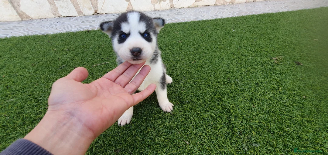 Husky Siberiano perros en venta: Husky Agouti (color lobo) Hembritas  - Anuncio 2