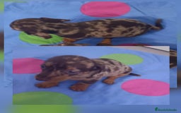 Teckel Miniatura perros en venta: Teckel Arlequin Chocolate Hembra - Imagen 2