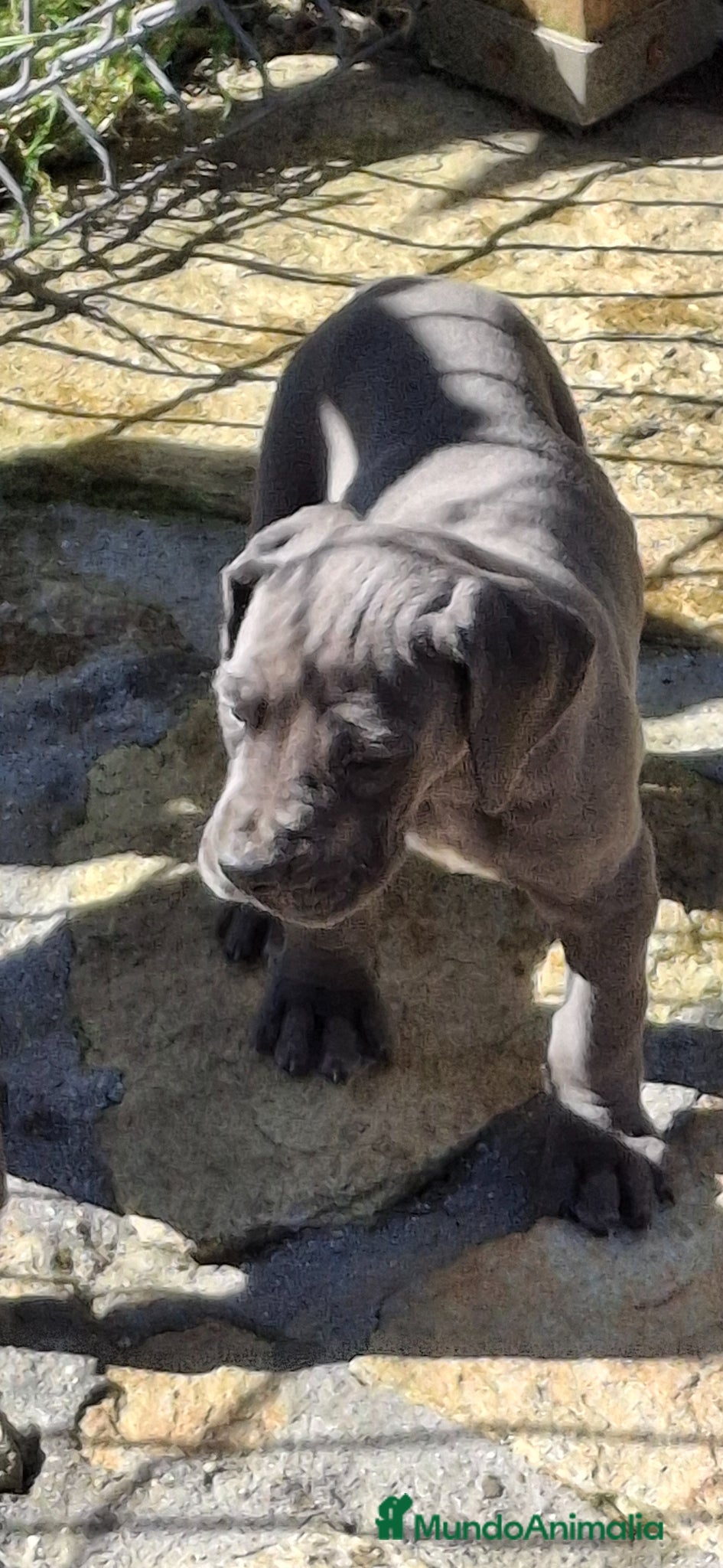 Dogo Alemán perros Cachorros de Gran Danés o Dogo Alemán - Anuncio 29