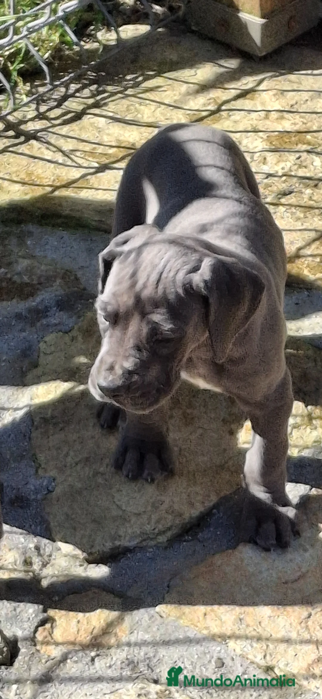 Dogo Alemán perros en venta: Cachorros de Gran Danés o Dogo Alemán - Anuncio 1
