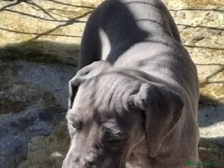 Dogo Alemán perros Cachorros de Gran Danés o Dogo Alemán - Anuncio 29