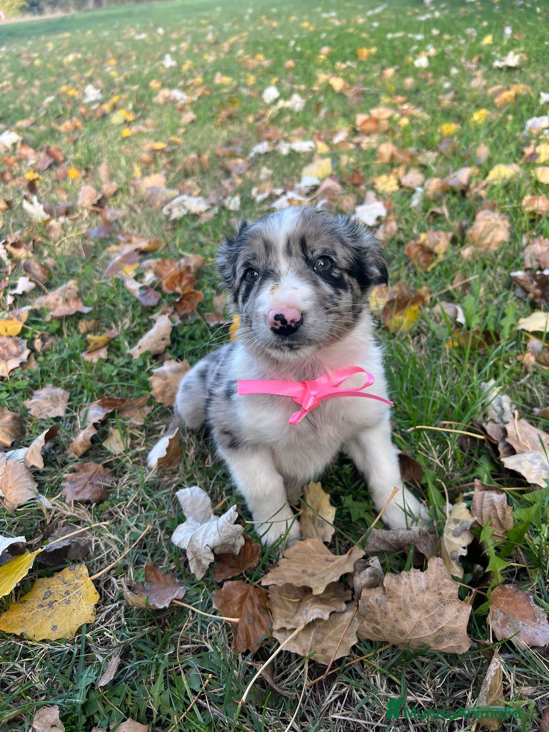 Border Collie perros en venta: Border collie  en La Rioja - Anuncio 3
