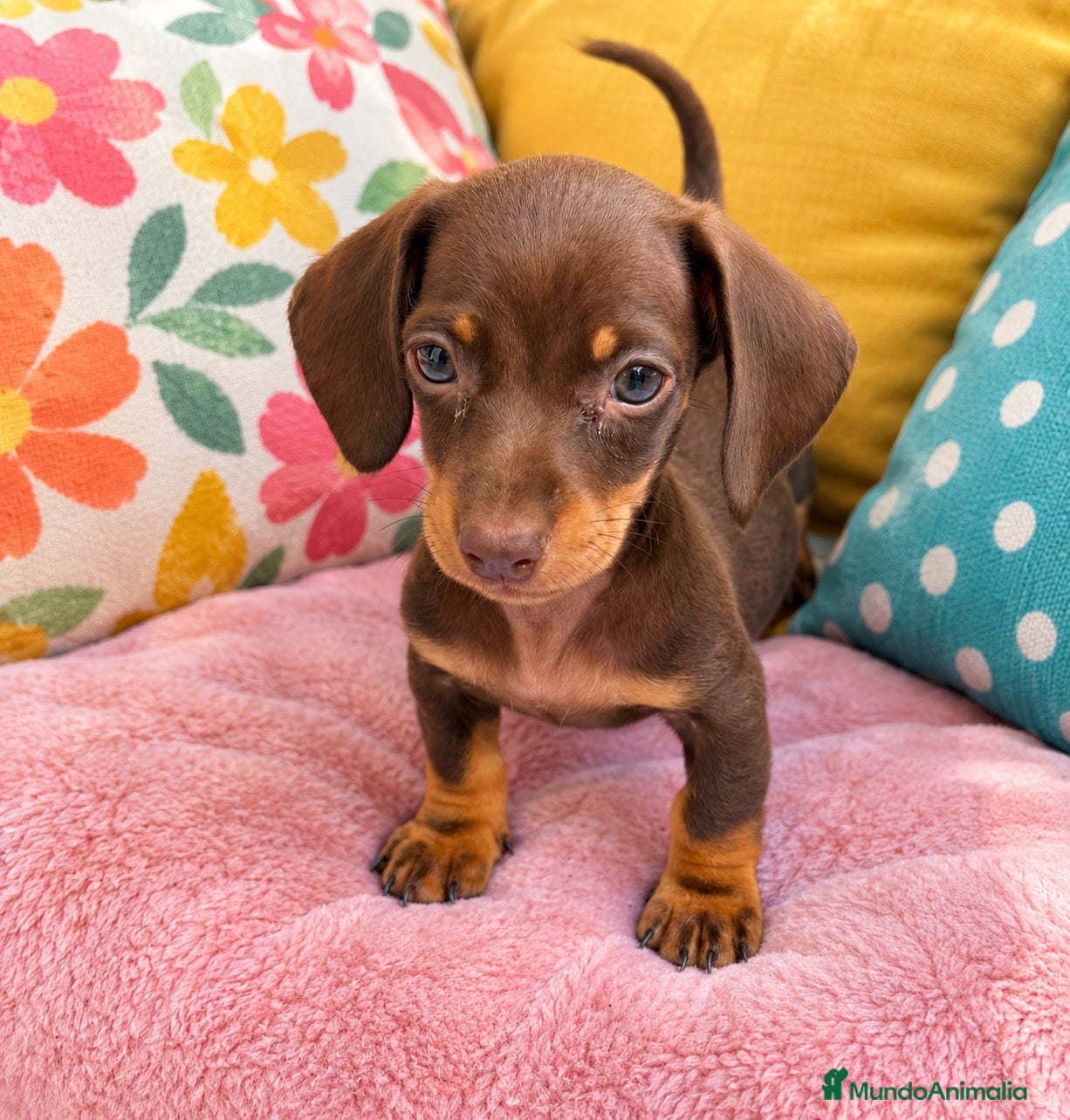Teckel perros en venta: Cachorritos Teckel muy pequeños  - Anuncio 1