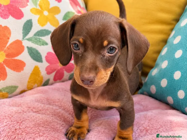 Teckel perros en venta: Cachorritos Teckel muy pequeños - Anuncio 1