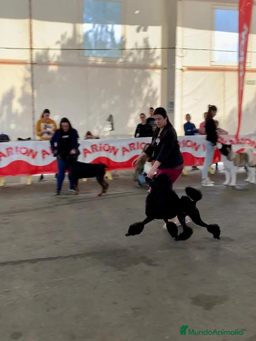 Caniche Gigante perros en venta: Cachorro caniche gigante macho negro  - Anuncio 8