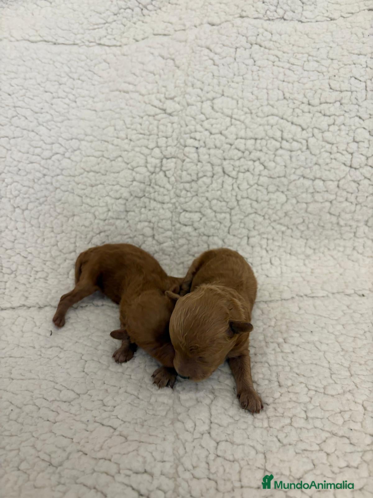 Caniche Toy perros Caniche toy linea asiática  - Anuncio 2